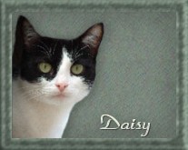 zu Daisy :-)